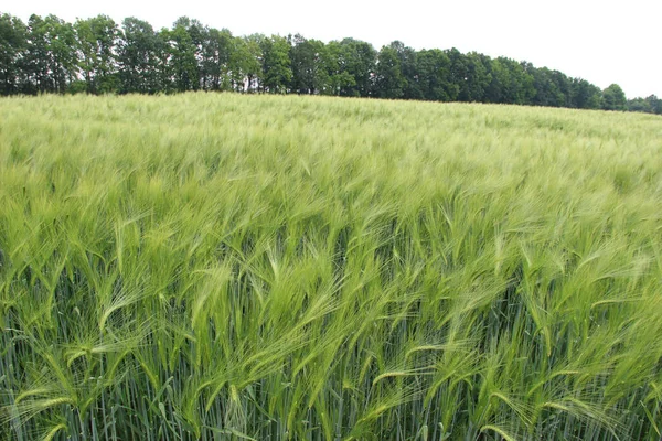 Cevada Inverno Hordeum Sativum Campo Cevada Inverno — Fotografia de Stock