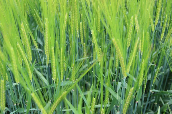 Kış arpası (Hordeum sativum). Kış arpası.
