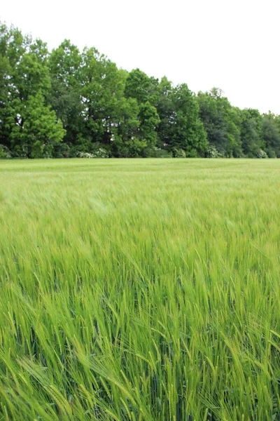 Cevada Inverno Hordeum Sativum Campo Cevada Inverno — Fotografia de Stock