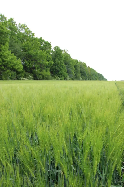 冬大麦 Hordeum Sativum 冬大麦田 — 图库照片