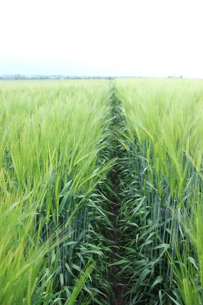 Kış arpası (Hordeum sativum). Kış arpası.