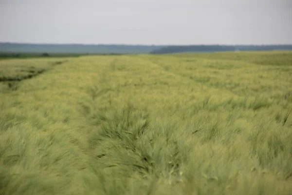 Wintergerste Hordeum Sativum Feld Der Wintergerste — Stockfoto