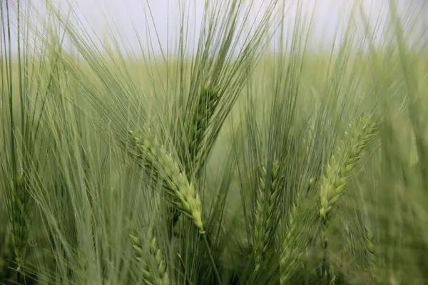 Cebada Invierno Hordeum Sativum Campo Cebada Invierno — Foto de Stock