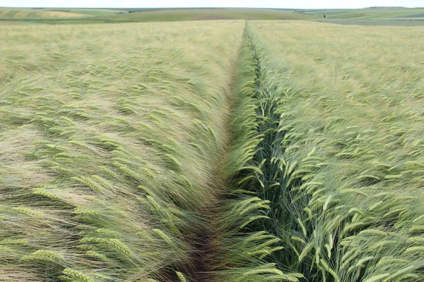 Kış arpası (Hordeum sativum). Kış arpası.