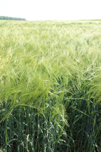 Cebada Invierno Hordeum Sativum Campo Cebada Invierno — Foto de Stock