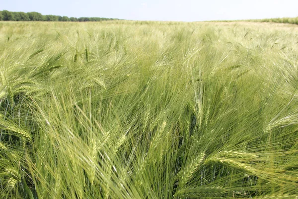 Kış arpası (Hordeum sativum). Kış arpası.
