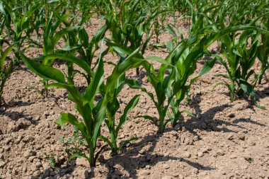 Nice ekinler, nice meyveler. & Yaprak Geliştirme (Zea mays)