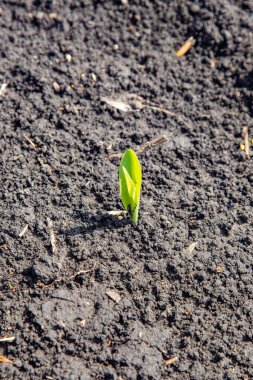 Nice ekinler, nice meyveler. & Yaprak Geliştirme (Zea mays)