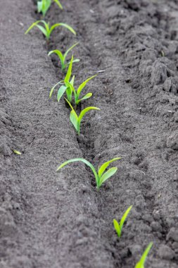 Nice ekinler, nice meyveler. & Yaprak Geliştirme (Zea mays)