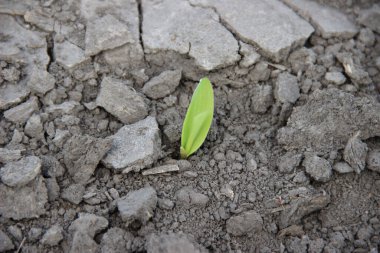 Nice ekinler, nice meyveler. & Yaprak Geliştirme (Zea mays)