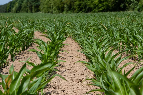 Nice ekinler, nice meyveler. & Yaprak Geliştirme (Zea mays)