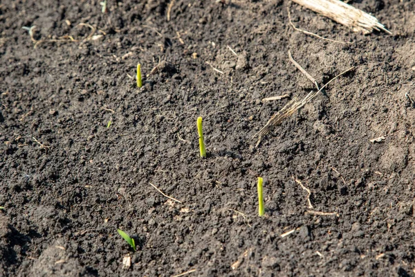 Champs Maïs Maïs Emergence Développement Des Feuilles Zea Mays — Photo