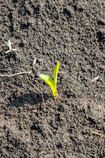 Nice ekinler, nice meyveler. & Yaprak Geliştirme (Zea mays)