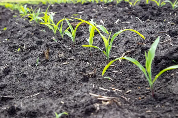 Nice ekinler, nice meyveler. & Yaprak Geliştirme (Zea mays)