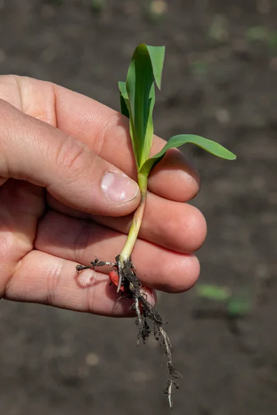 Nice ekinler, nice meyveler. & Yaprak Geliştirme (Zea mays)