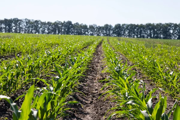 Nice ekinler, nice meyveler. & Yaprak Geliştirme (Zea mays)