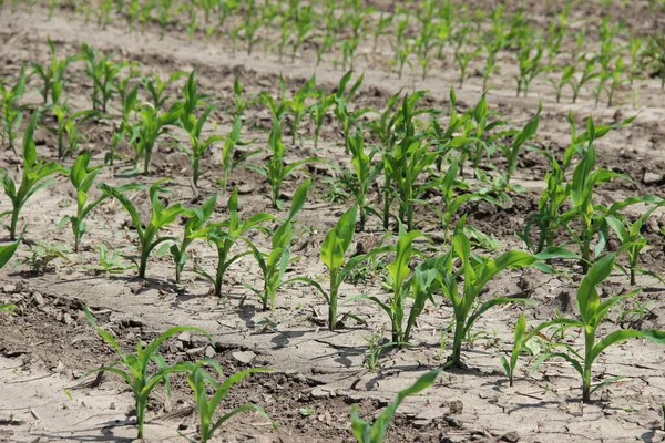Nice ekinler, nice meyveler. & Yaprak Geliştirme (Zea mays)