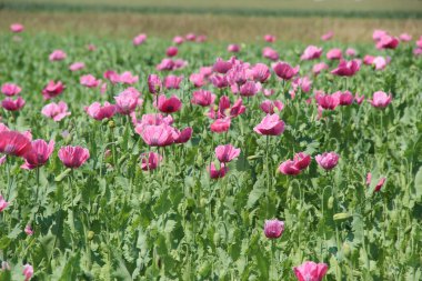 Poppy (Papaver rhoeas), gelincik, haşhaş, tarla gelinciği ve kırmızı gelincik gibi yaygın isimlerle bilinen, Papaveraceae familyasından yıllık otçul bir bitki türüdür. Bir tarımsal ot olarak dikkat çekicidir.