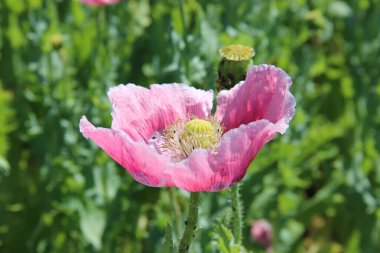 Poppy (Papaver rhoeas), gelincik, haşhaş, tarla gelinciği ve kırmızı gelincik gibi yaygın isimlerle bilinen, Papaveraceae familyasından yıllık otçul bir bitki türüdür. Bir tarımsal ot olarak dikkat çekicidir.