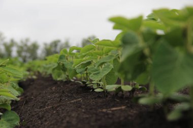 Soya fasulyesi (Glicine max). & Yaprak Geliştirme
