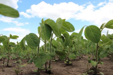 Soya fasulyesi (Glicine max). & Yaprak Geliştirme