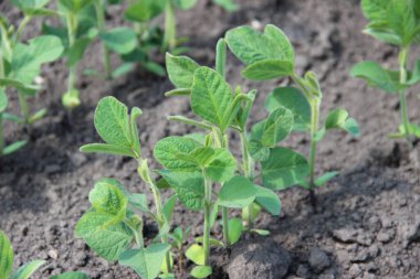 Soya fasulyesi (Glicine max). & Yaprak Geliştirme