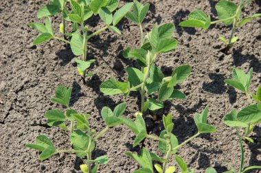 Soya fasulyesi (Glicine max). & Yaprak Geliştirme