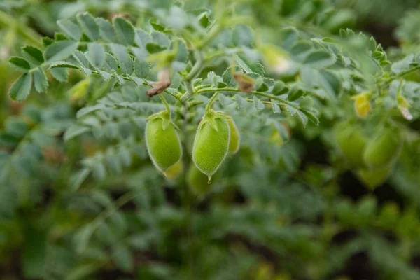 Agronomist