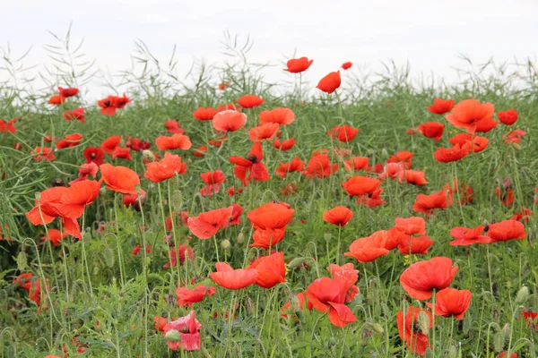 Mohn Papaver Rhoeas Mit Gebräuchlichen Namen Wie Mohn Mohn Feldmohn — Stockfoto