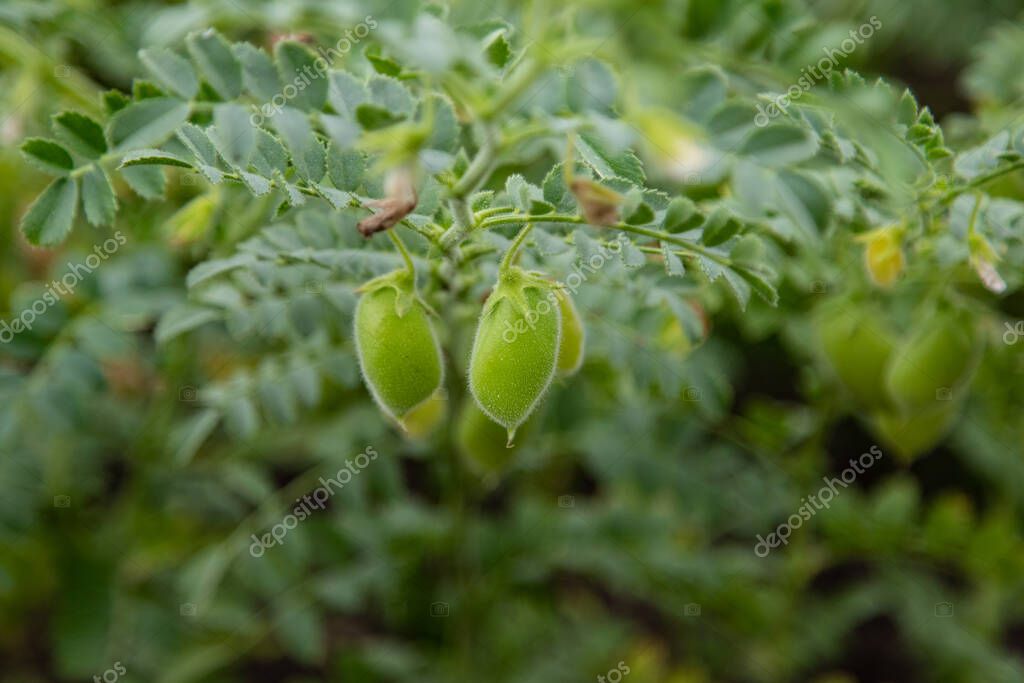 Agronomist