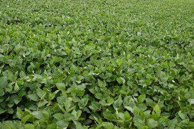 Soya fasulyesi tarlası (Glicine max). Soya fasulyesi ya da soya fasulyesi olarak da adlandırılan soya fasulyesi, bezelye ailesinin yıllık baklası (Fabaceae) ve yenilebilir tohumu.. 