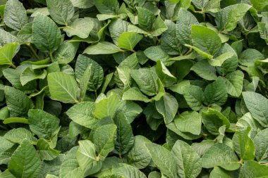 Soya fasulyesi tarlası (Glicine max). Soya fasulyesi ya da soya fasulyesi olarak da adlandırılan soya fasulyesi, bezelye ailesinin yıllık baklası (Fabaceae) ve yenilebilir tohumu.. 