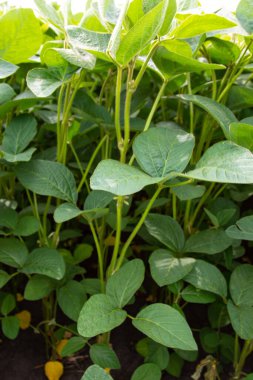Soya fasulyesi tarlası (Glicine max). Soya fasulyesi ya da soya fasulyesi olarak da adlandırılan soya fasulyesi, bezelye ailesinin yıllık baklası (Fabaceae) ve yenilebilir tohumu.. 