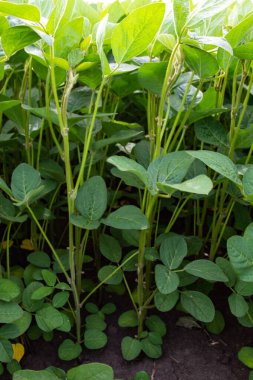 Soya fasulyesi tarlası (Glicine max). Soya fasulyesi ya da soya fasulyesi olarak da adlandırılan soya fasulyesi, bezelye ailesinin yıllık baklası (Fabaceae) ve yenilebilir tohumu.. 