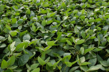 Soya fasulyesi tarlası (Glicine max). Soya fasulyesi ya da soya fasulyesi olarak da adlandırılan soya fasulyesi, bezelye ailesinin yıllık baklası (Fabaceae) ve yenilebilir tohumu.. 