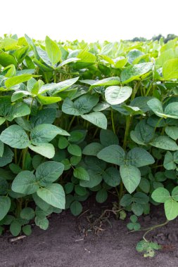 Soya fasulyesi tarlası (Glicine max). Soya fasulyesi ya da soya fasulyesi olarak da adlandırılan soya fasulyesi, bezelye ailesinin yıllık baklası (Fabaceae) ve yenilebilir tohumu.. 