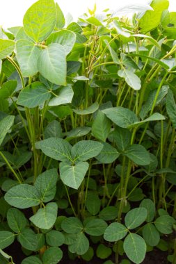 Soya fasulyesi tarlası (Glicine max). Soya fasulyesi ya da soya fasulyesi olarak da adlandırılan soya fasulyesi, bezelye ailesinin yıllık baklası (Fabaceae) ve yenilebilir tohumu.. 