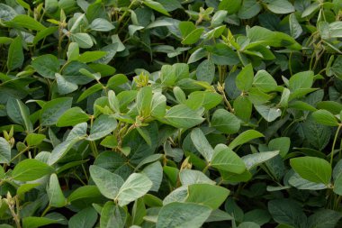 Soya fasulyesi tarlası (Glicine max). Soya fasulyesi ya da soya fasulyesi olarak da adlandırılan soya fasulyesi, bezelye ailesinin yıllık baklası (Fabaceae) ve yenilebilir tohumu.. 