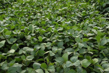 Soya fasulyesi tarlası (Glicine max). Soya fasulyesi ya da soya fasulyesi olarak da adlandırılan soya fasulyesi, bezelye ailesinin yıllık baklası (Fabaceae) ve yenilebilir tohumu.. 
