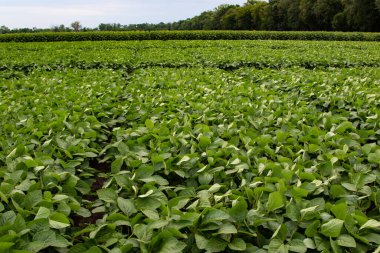 Soya fasulyesi tarlası (Glicine max). Soya fasulyesi ya da soya fasulyesi olarak da adlandırılan soya fasulyesi, bezelye ailesinin yıllık baklası (Fabaceae) ve yenilebilir tohumu.. 
