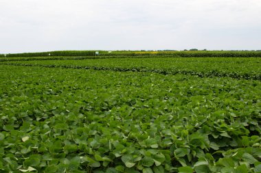 Soya fasulyesi tarlası (Glicine max). Soya fasulyesi ya da soya fasulyesi olarak da adlandırılan soya fasulyesi, bezelye ailesinin yıllık baklası (Fabaceae) ve yenilebilir tohumu.. 