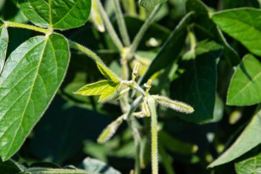 Soya fasulyesi tarlası (Glicine max). Soya fasulyesi ya da soya fasulyesi olarak da adlandırılan soya fasulyesi, bezelye ailesinin yıllık baklası (Fabaceae) ve yenilebilir tohumu.. 