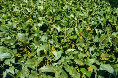 Soya fasulyesi tarlası (Glicine max). Soya fasulyesi ya da soya fasulyesi olarak da adlandırılan soya fasulyesi, bezelye ailesinin yıllık baklası (Fabaceae) ve yenilebilir tohumu.. 