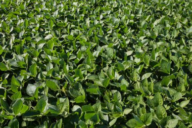 Soya fasulyesi tarlası (Glicine max). Soya fasulyesi ya da soya fasulyesi olarak da adlandırılan soya fasulyesi, bezelye ailesinin yıllık baklası (Fabaceae) ve yenilebilir tohumu.. 