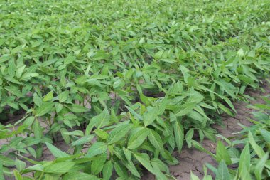 Soya fasulyesi tarlası (Glicine max). Soya fasulyesi ya da soya fasulyesi olarak da adlandırılan soya fasulyesi, bezelye ailesinin yıllık baklası (Fabaceae) ve yenilebilir tohumu.. 