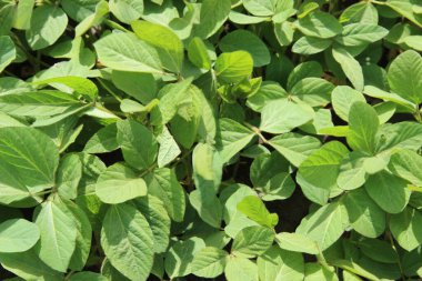 Soya fasulyesi tarlası (Glicine max). Soya fasulyesi ya da soya fasulyesi olarak da adlandırılan soya fasulyesi, bezelye ailesinin yıllık baklası (Fabaceae) ve yenilebilir tohumu.. 