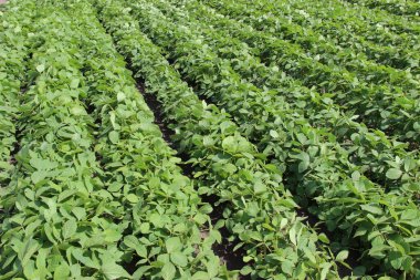 Soya fasulyesi tarlası (Glicine max). Soya fasulyesi ya da soya fasulyesi olarak da adlandırılan soya fasulyesi, bezelye ailesinin yıllık baklası (Fabaceae) ve yenilebilir tohumu.. 