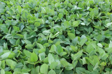 Soya fasulyesi tarlası (Glicine max). Soya fasulyesi ya da soya fasulyesi olarak da adlandırılan soya fasulyesi, bezelye ailesinin yıllık baklası (Fabaceae) ve yenilebilir tohumu.. 