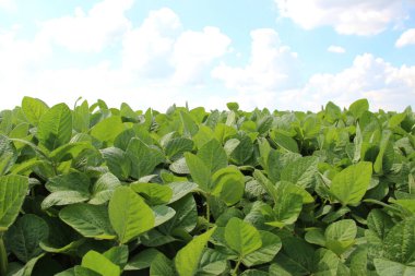 Soya fasulyesi tarlası (Glicine max). Soya fasulyesi ya da soya fasulyesi olarak da adlandırılan soya fasulyesi, bezelye ailesinin yıllık baklası (Fabaceae) ve yenilebilir tohumu.. 