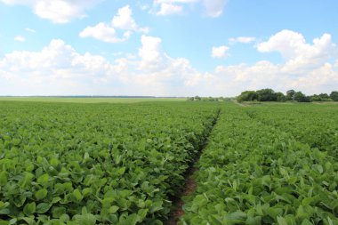 Soya fasulyesi tarlası (Glicine max). Soya fasulyesi ya da soya fasulyesi olarak da adlandırılan soya fasulyesi, bezelye ailesinin yıllık baklası (Fabaceae) ve yenilebilir tohumu.. 